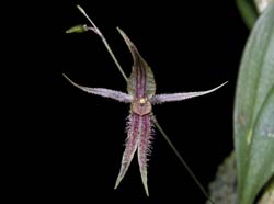 pleurothallis_schizopogon_cd