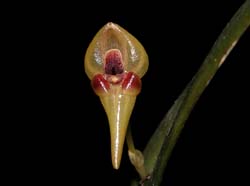 pleurothallis_scurrula_cd