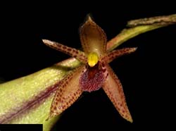 pleurothallis_shuarii_cd