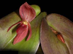 pleurothallis_spec#5_cd