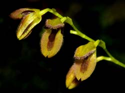 pleurothallis_spec#8_mh_cd