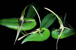 pleurothallis_stenopetala_cd