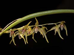 pleurothallis_stenophylla2_cd