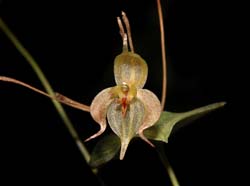 pleurothallis_stevensonii_cd