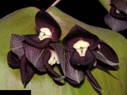 pleurothallis_teaguei_cd