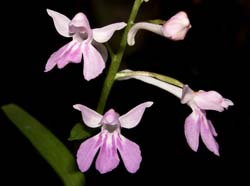 ponerorchis_graminifolia_cd