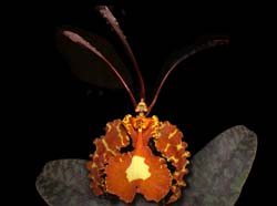 psychopsis_kramerianum_ws_cd