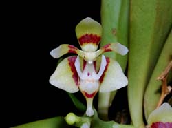 pteroceras_fragrans_MG_cd