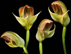 pterostylis_curta_cd