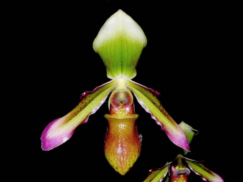 Paphiopedilum_volonteanum_MG_cd