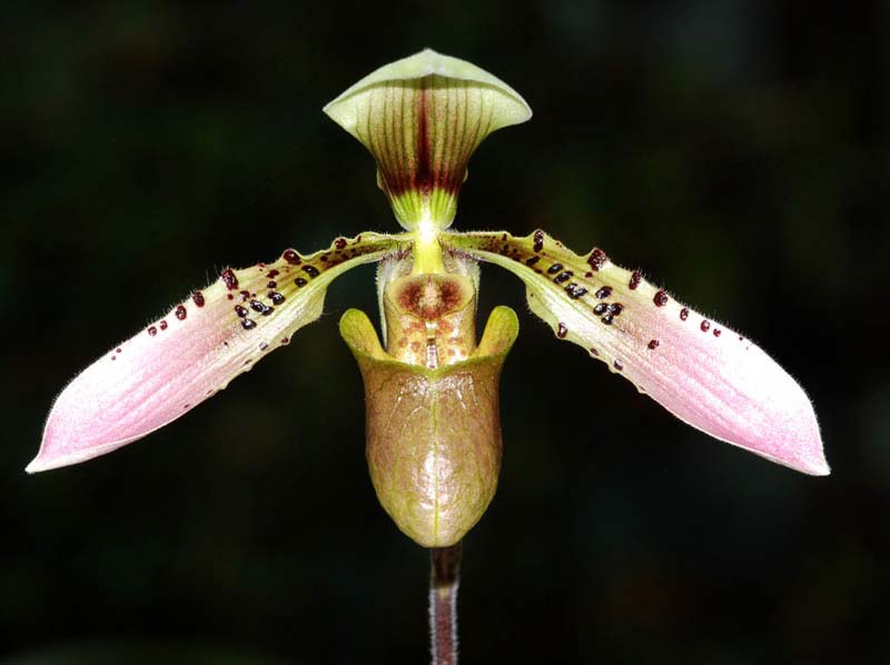 paphiopedilum_cerveranum_ip_cd