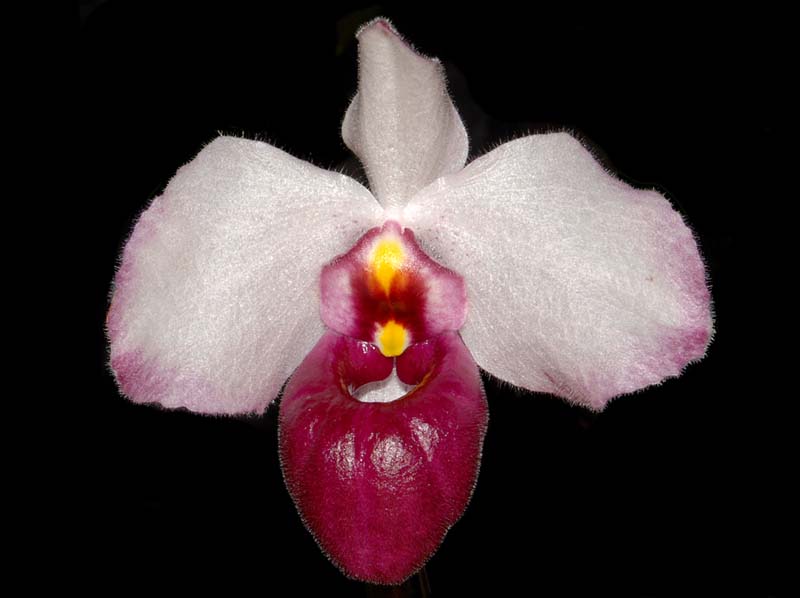 paphiopedilum_delenatii_vinicolor_ws_cd