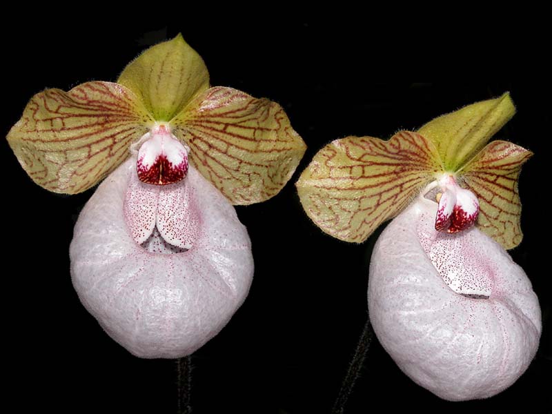 paphiopedilum_fanaticum_cd