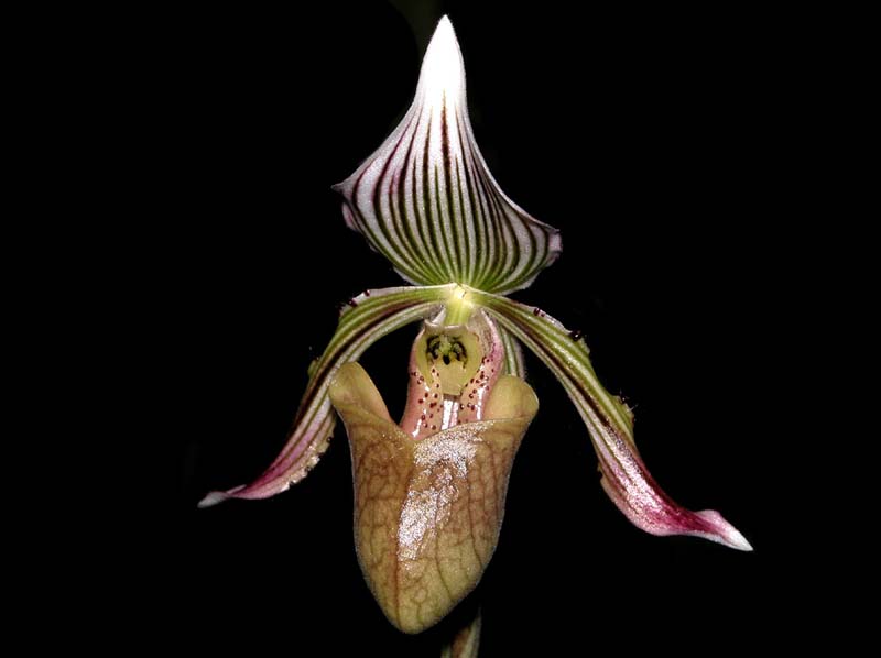 paphiopedilum_fowliei_ws_cd