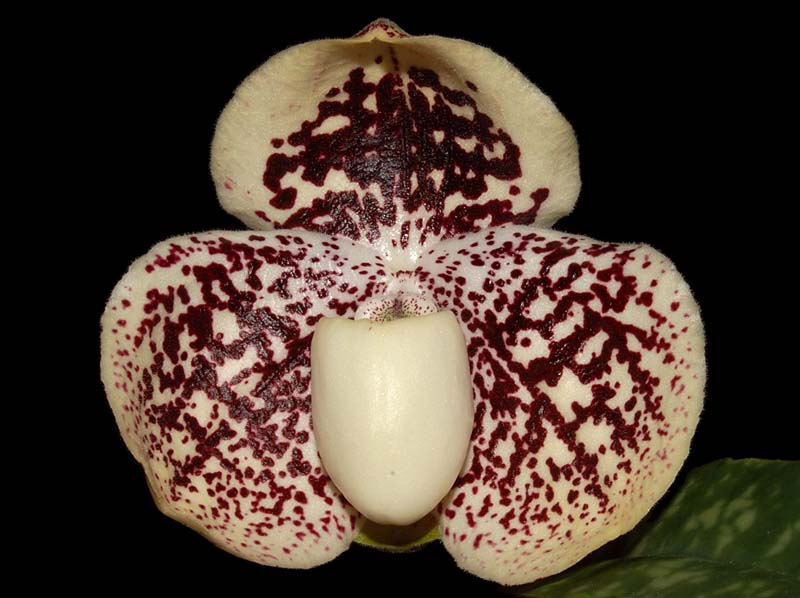 paphiopedilum_godefroyae2_ws_cd