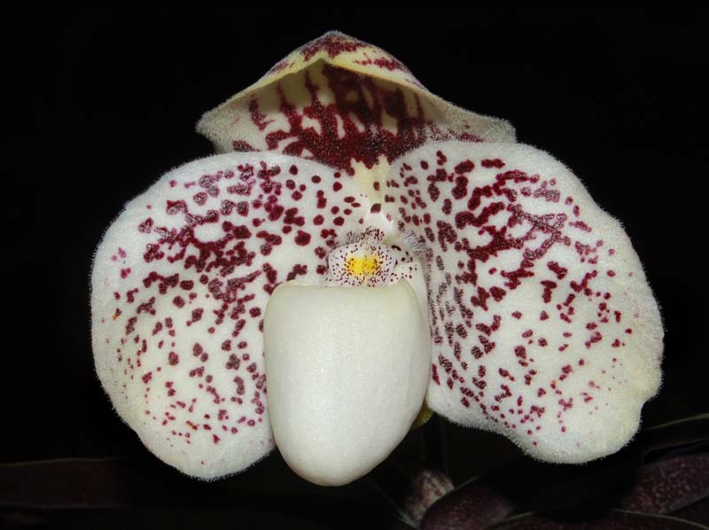 paphiopedilum_godefroyae_ws_cd