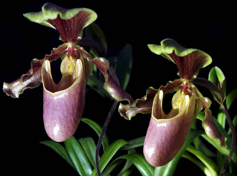 paphiopedilum_herrmanii_cd