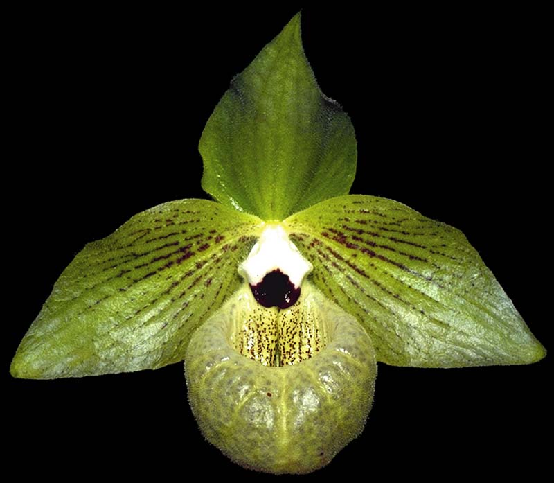 paphiopedilum_malipoense_cd