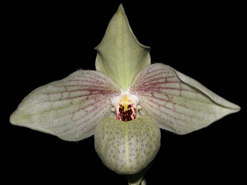 paphiopedilum_malipoensexemersonii_cd