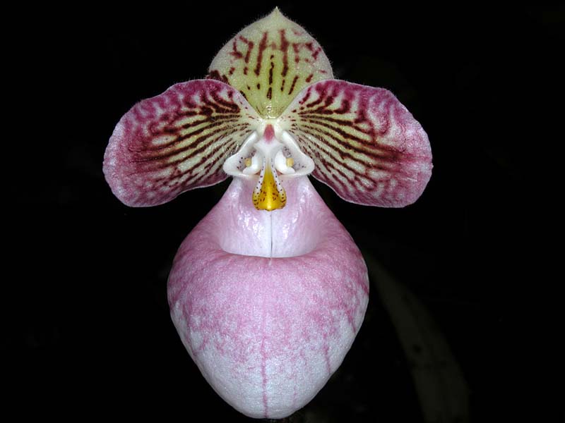 paphiopedilum_micranthum2_cd