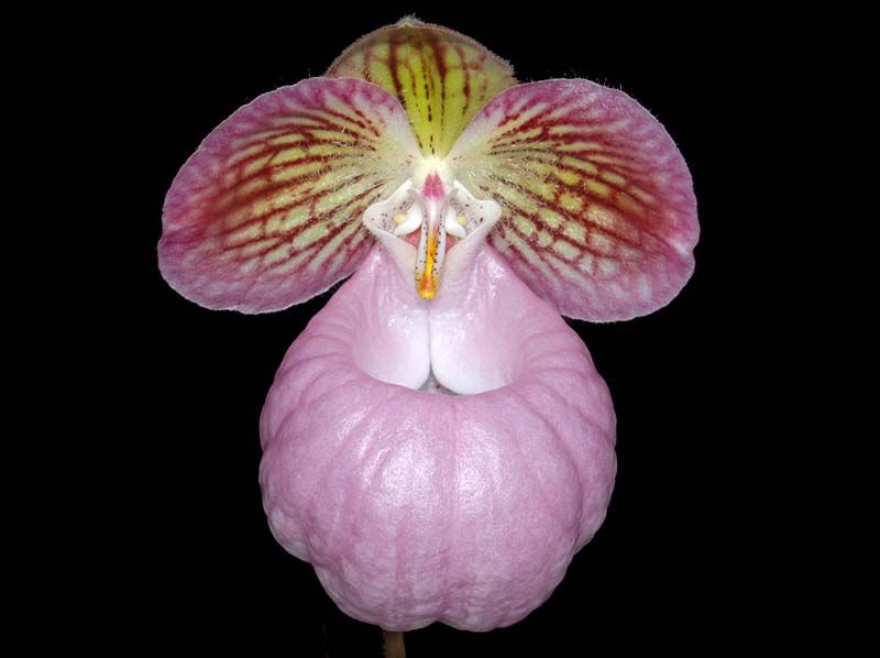 paphiopedilum_micranthum_ws_cd