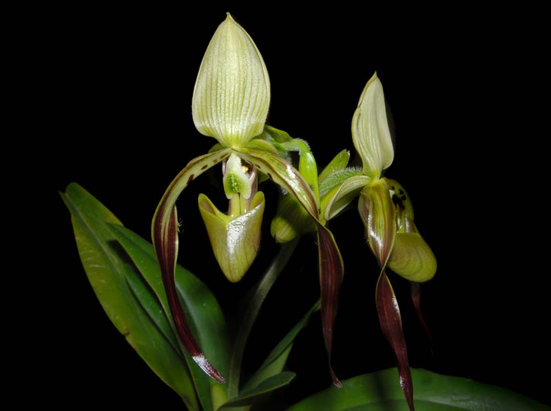 paphiopedilum_parishii2_ws_cd