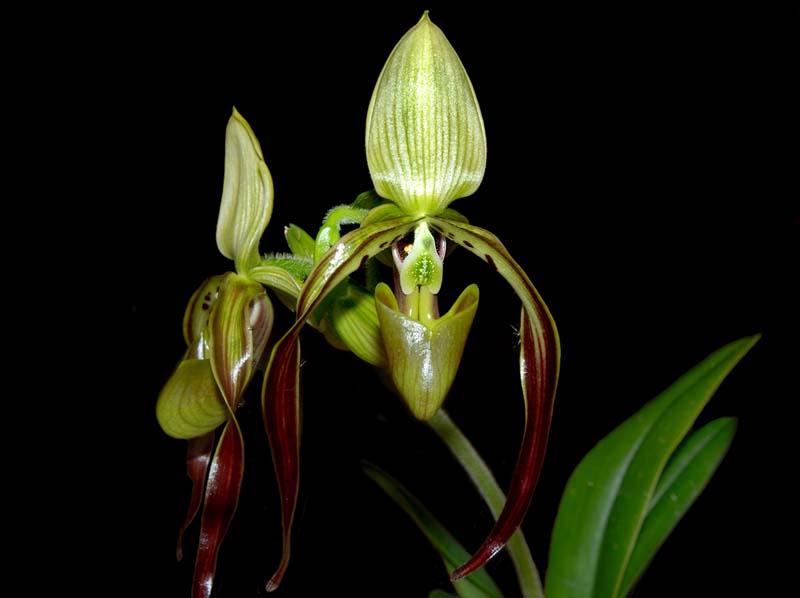 paphiopedilum_parishii_ws_cd