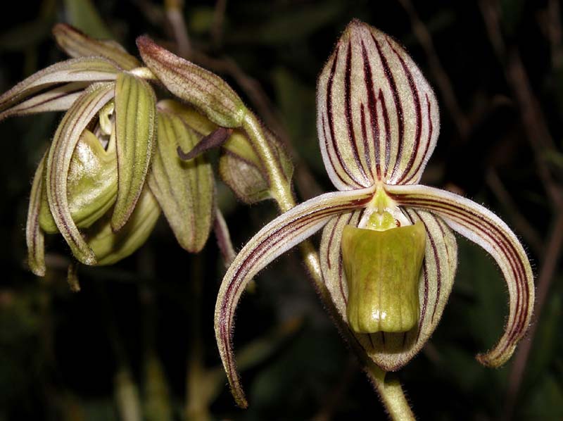 paphiopedilum_randsii_ws_cd