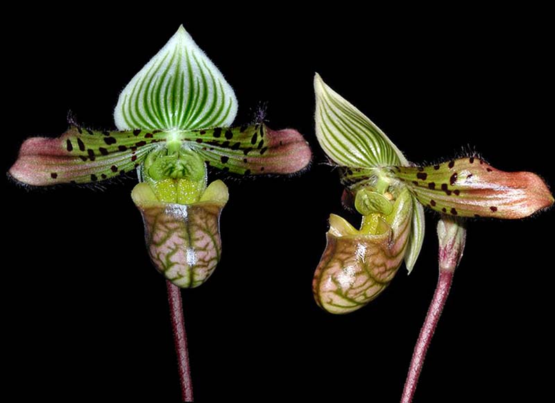 paphiopedilum_venustum_cd