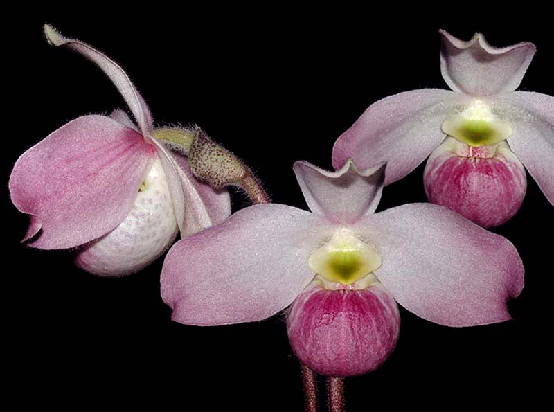 paphiopedilum_vietnamense_cd