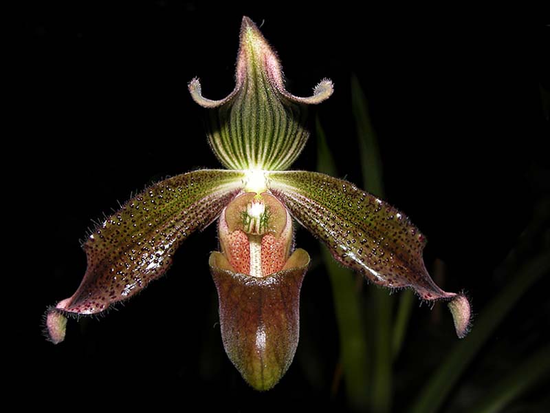 paphiopedilum_virens_cd