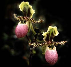 paphio_chamberleyanum_latifolium2_cd