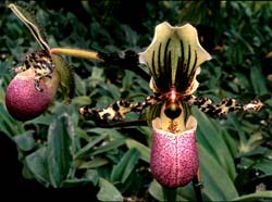 paphio_chamberleyanum_latifolium_cd