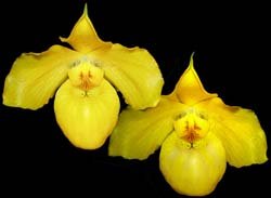 paphiopedilum_armeniacum_cd