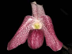 paphiopedilum_bellalutumxdelenatii_cd