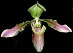 paphiopedilum_celebense