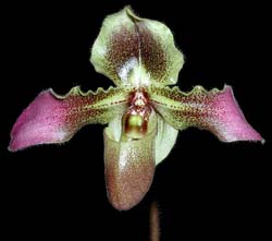 paphiopedilum_chiwuanum_cd