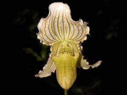 paphiopedilum_fairieanum_album_cd