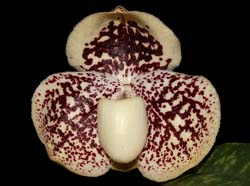 paphiopedilum_godefroyae2_ws_cd