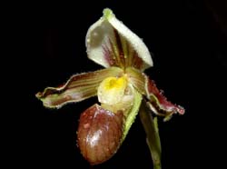 paphiopedilum_henryanum_ws_cd