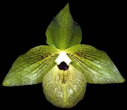 paphiopedilum_malipoense_cd