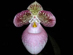 paphiopedilum_micranthum2_cd