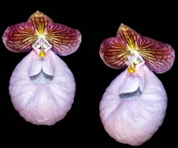 paphiopedilum_micranthum_cd