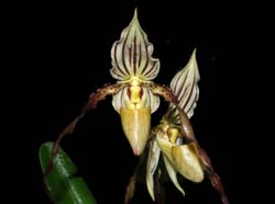 paphiopedilum_philippinense2_ws_cd