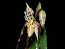 paphiopedilum_philippinense_ws_cd