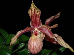 paphiopedilum_stswithinxhangianum_ws_cd