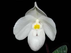 paphiopedilum_thaianum_ws_cd