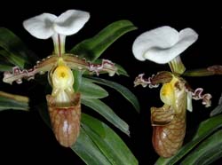 paphiopedilum_tranliemianum_cd