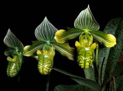 paphiopedilum_venustum_album_cd