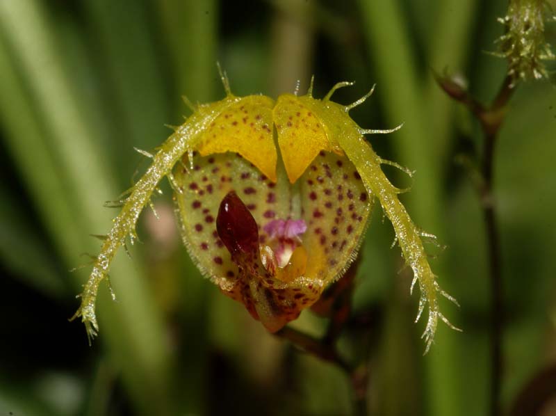 Scaphosepalum_fimbriatum_ws_cd